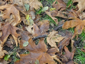 A skink hiding under cover